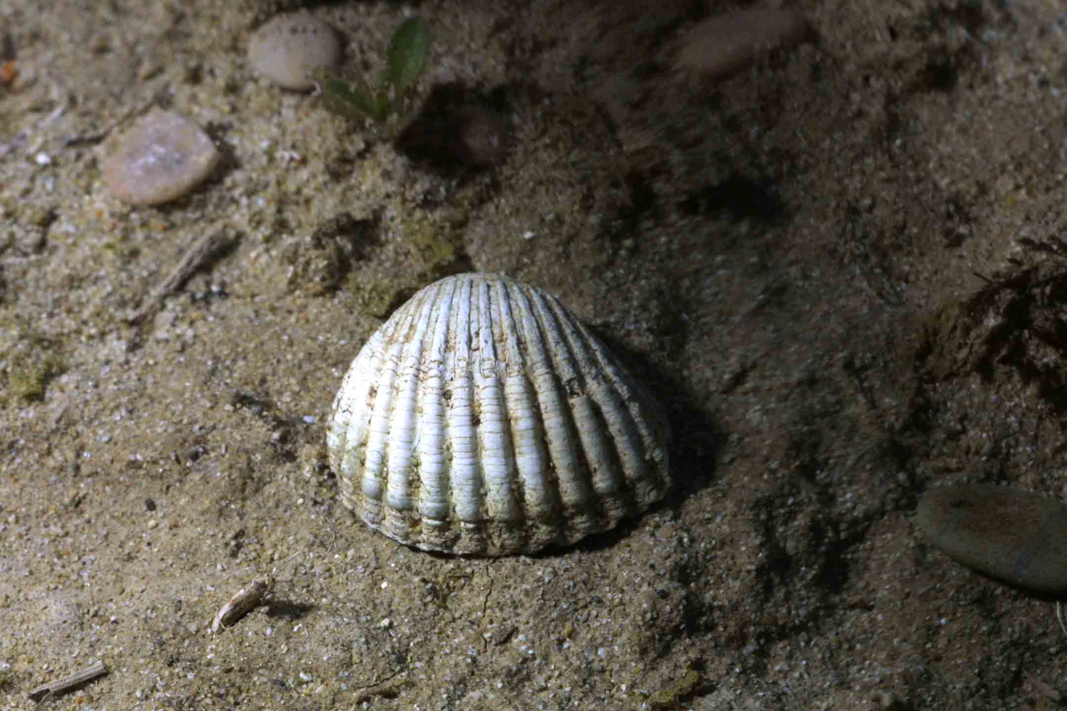 Bivalve fossili